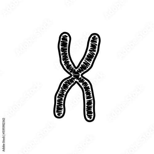 Chromosome X Shape Representation in Human Genetics