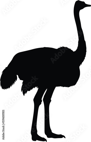 Vector art of silhouette of an ostrich standing on a transparent background