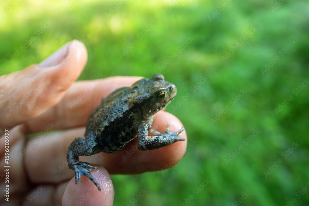 Obraz premium Asiatic common toad (Bufo gargarizans, young) in wet meadow of Sakhalin Island, coast of Sea of Japan, Russia