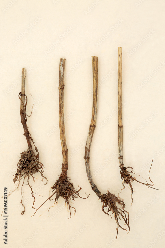 Fototapeta premium Valerian herb root traditional herbal medicine on hemp background. Used to treat stress, anxiety, insomnia, digestive health, menstrual cramps. Natural healing.