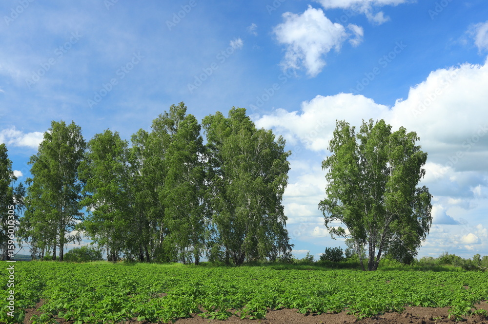 Fototapeta premium Sunny summer day in a potato field