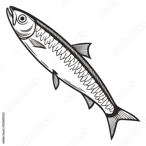 Anchovy  fish vector illustration perfect for posters, icon, t-shirts, cards, wall art prints and ai design.