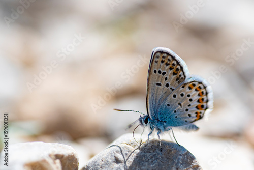 butterfly on the ground