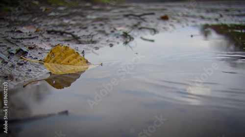 Autumn Still Life: Fallen Leaf Floating in Puddle with Gentle Ripples and Reflections in Nature