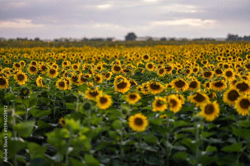 Naklejka premium Blooming sunflower fields at heyday