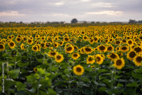 Blooming sunflower fields at heyday