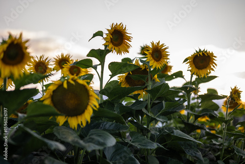 Blooming sunflower fields at heyday