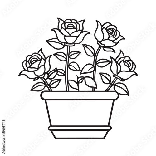 blooming roses in a flower pot on windowsill   kids for colouring page