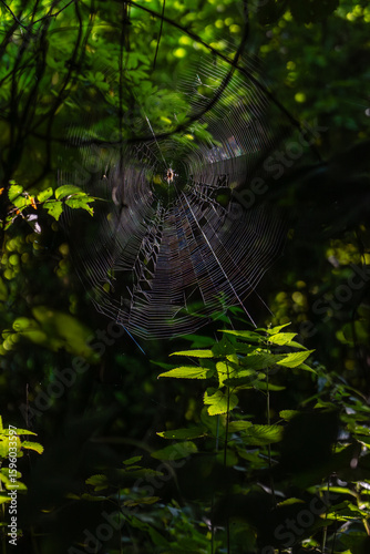 Spider on its web in the forest