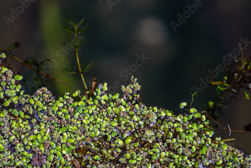 Tiny water flowers in the stream of a river