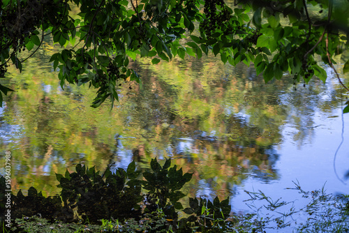 Foliage mirroring in the stream of the river