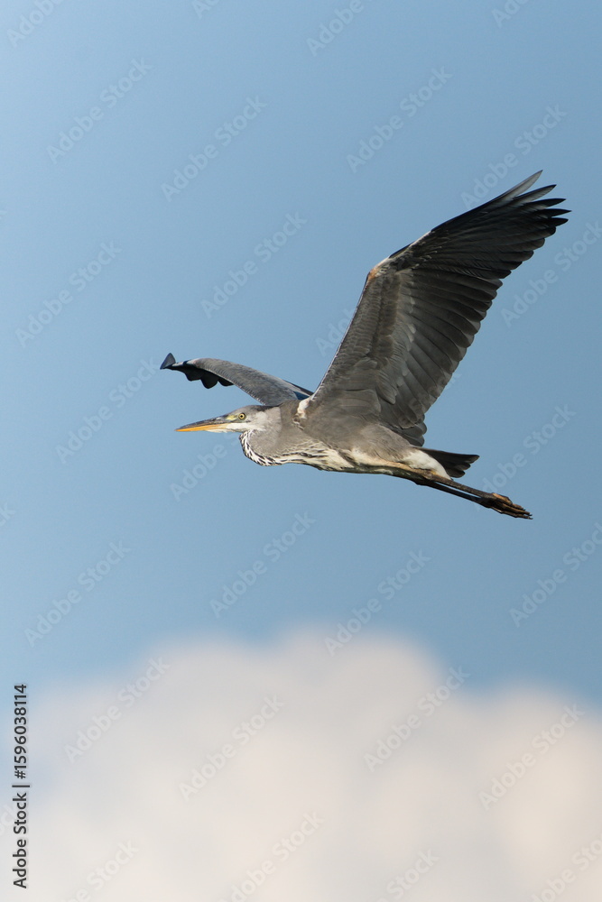 Obraz premium Ardea cinerea aka grey heron in flight. Huge wings spread. Nice detail of plumage on the wings. Heron with injured beak.