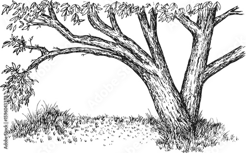 Alone big tree with branches on grass field. Nature landscape in hand drawn sketch style. Vector monochrome illustration.