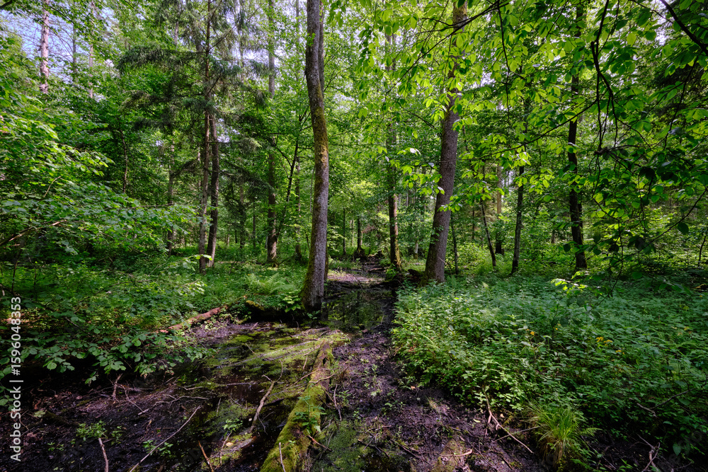 Obraz premium Late springtime deciduous forest by Perebel River