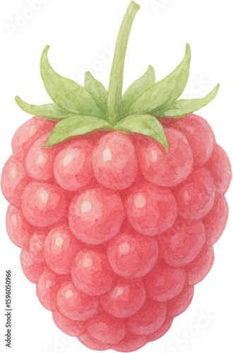 Watercolor painting raspberry fruit berry fresh natural sweet healthy organic illustration