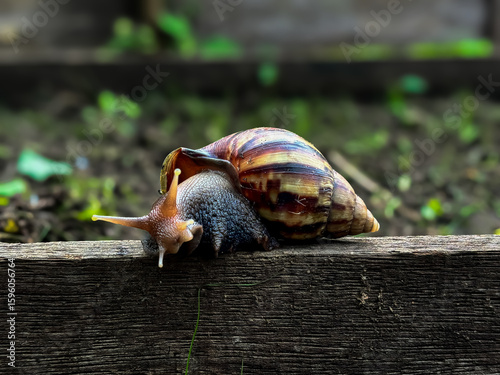 Giant african snail (Lissachatina fulica), close up of snail, walking snail on wood