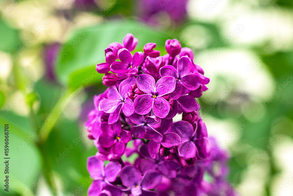 Vibrant purple lilac flowers blooming among lush green foliage in sunlight Vibrant purple lilac flowers blooming among lush green foliage in sunlight