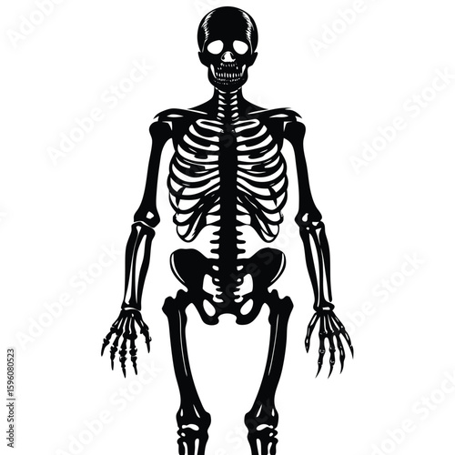 Black human skeleton standing upright anatomy bones