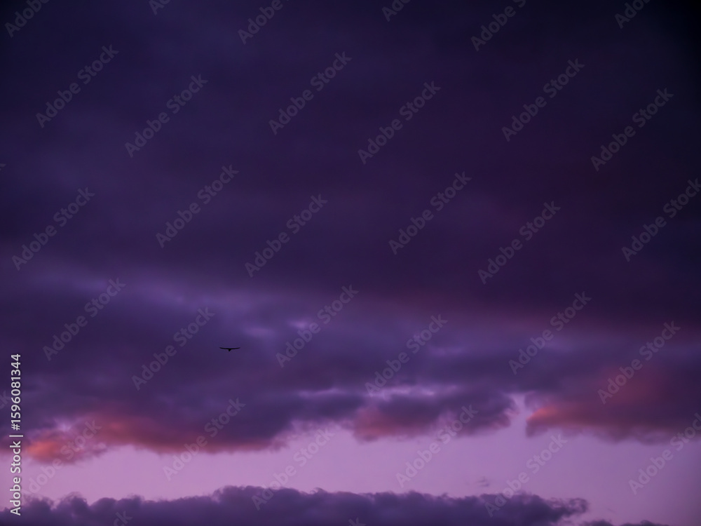 Obraz premium Majestic bird flying through a colorful evening sky at sunset
