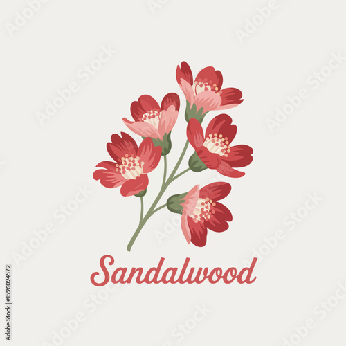 Vintage illustration of delicate red sandalwood flowers with a light background