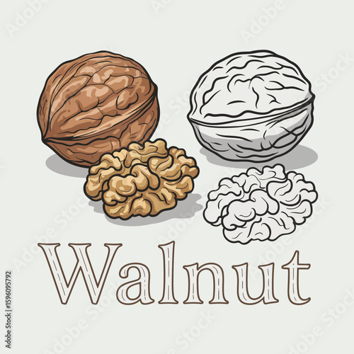 Illustration of whole and shelled walnuts with the word walnut