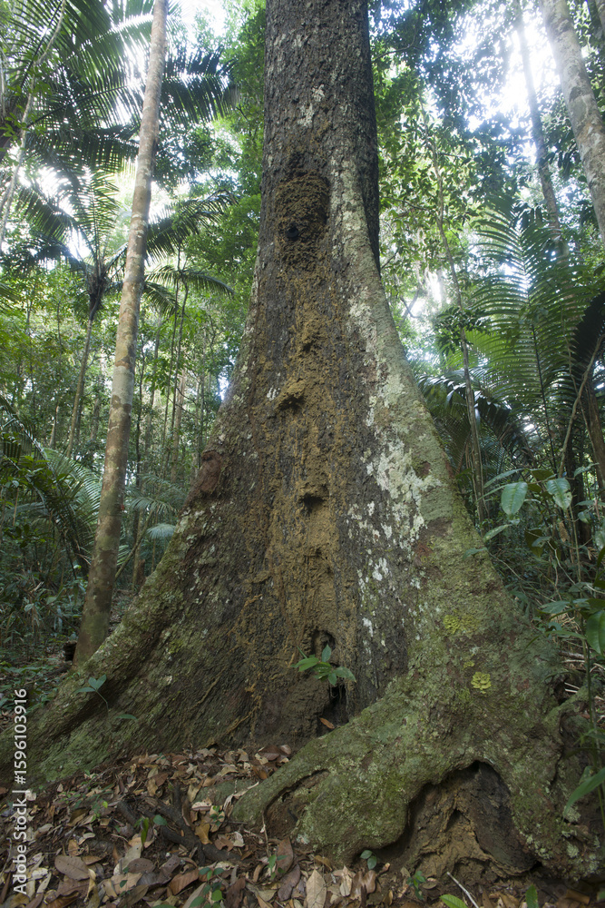 Fototapeta premium Guyane-forêt tropicale-paysages-plage