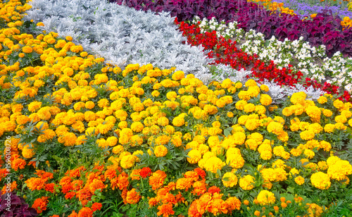 Wallpaper Mural Colorful flowerbed with bright flowers, flower arrangement	
 Torontodigital.ca