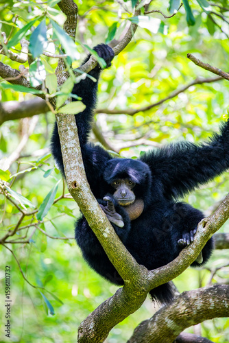 The siamang (Symphalangus syndactylus) inflates its gular sac. It is the largest gibbon species. Known for its 