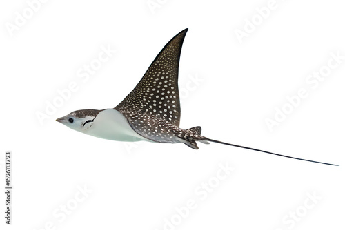 Spotted eagle ray gliding through crystal-clear waters, graceful ocean traveler AI generated by PNG