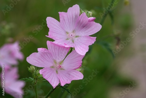 Close-up view of pink flowers of musk-mallow (Malva moschata) growing in a naturalistic garden