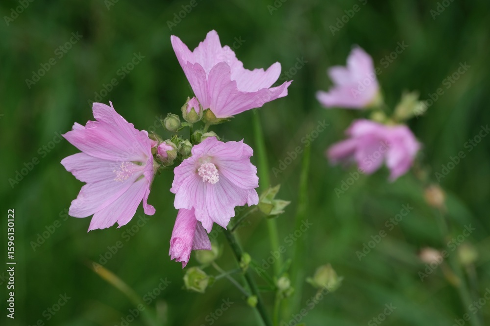 Fototapeta premium Close-up view of pink flowers of musk-mallow (Malva moschata) growing in a naturalistic garden