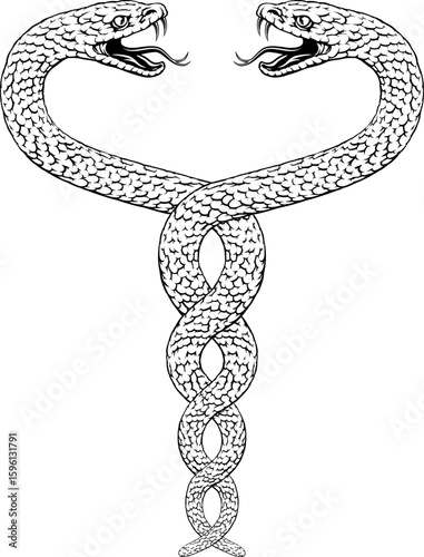 Two snakes intertwined serpents in a double helix spiral. Original illustration in a vintage woodcut engraving etching style.