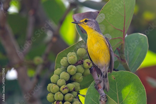 Barbuda Warbler (Setophaga subita), a singing male,  an endemic bird of the island of Barbuda, Antigua and Barbuda, West Indies.