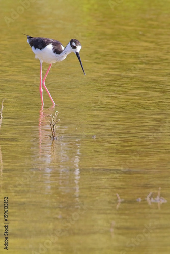 Black-necked Stilt (Himantopus mexicanus), walking in shallow water, McKinnon's Pond nature reserve, Antigua and Barbuda, West Indies.