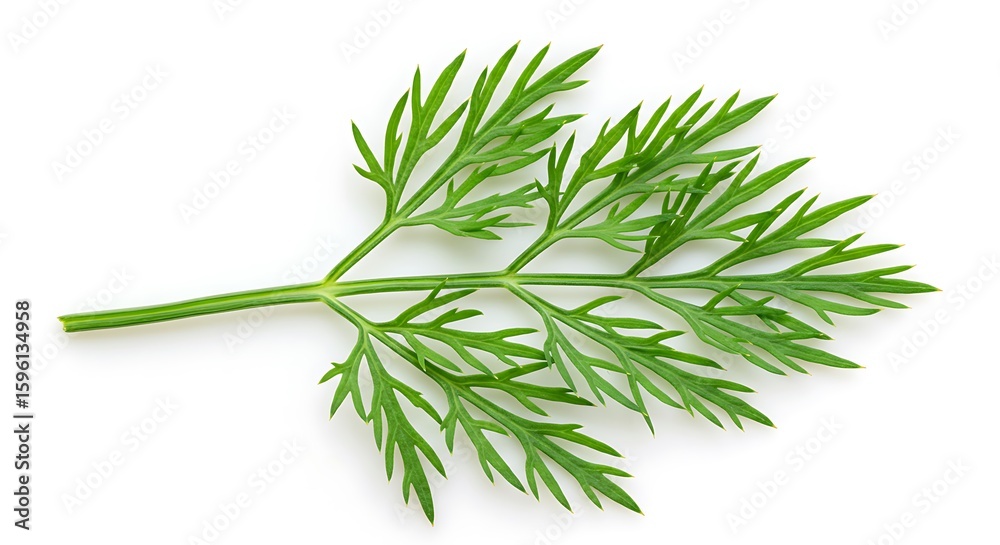 Fototapeta premium 緑の息吹