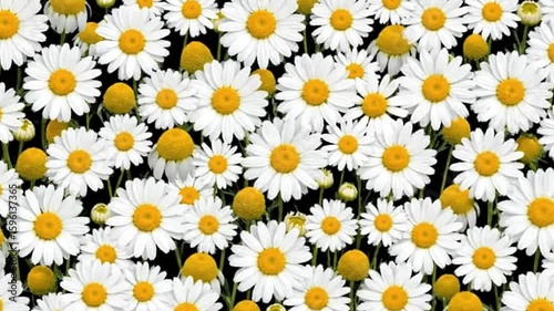 Daisies with yellow centers  white petals are clustered against a dark background Some buds are still closed