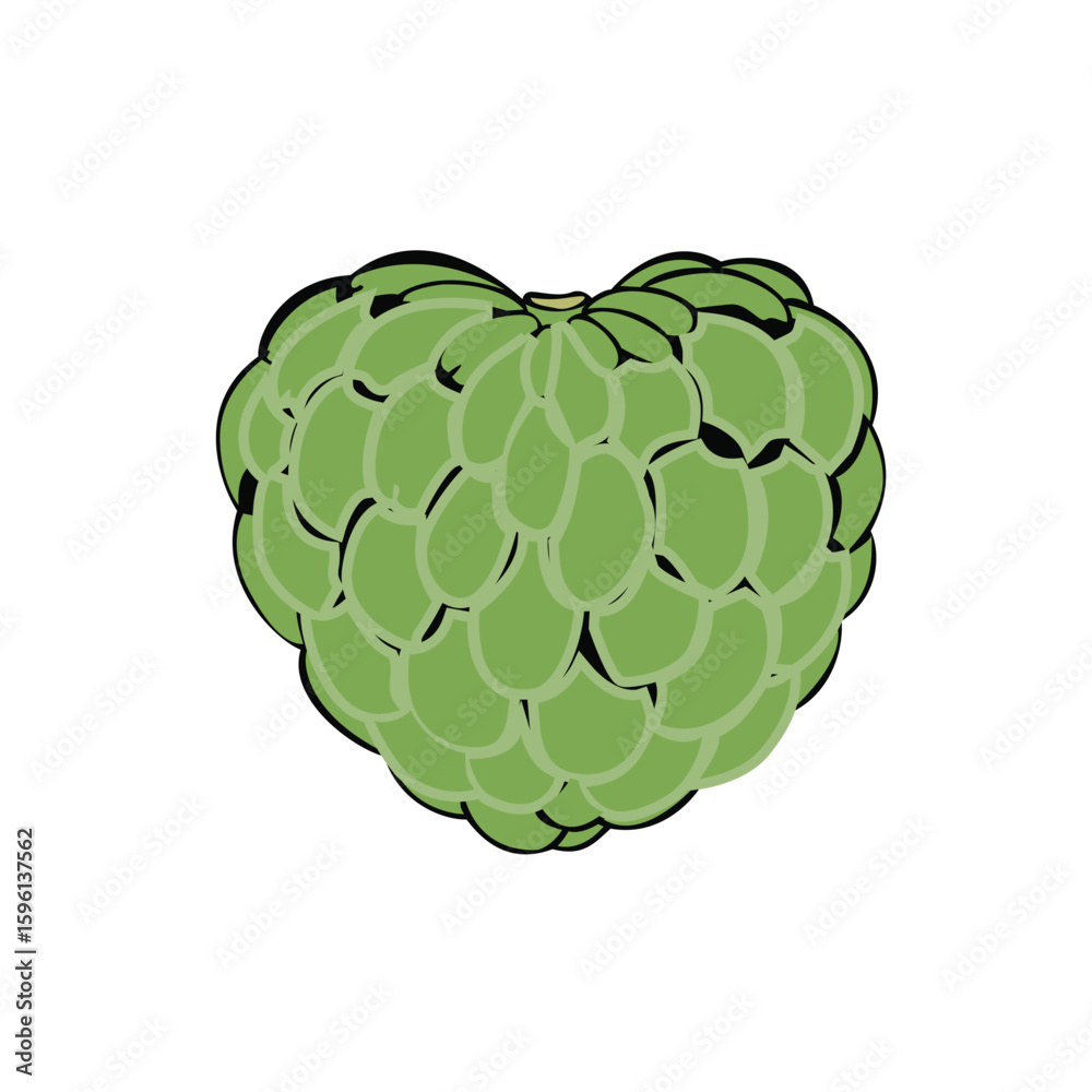 Fototapeta premium Custard Apple Vector my own created no AI