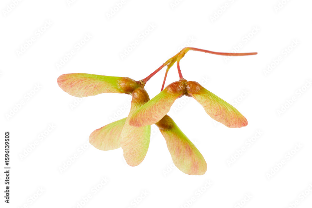Obraz premium maple seeds isolated on white or transparent png