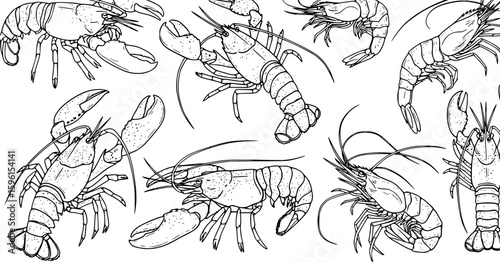 set of Set of lobster by hand drawing. Lobster vector silhouette on white background. Shrimp art highly detailed in line art style. Animal pictures for coloring. 

on white background