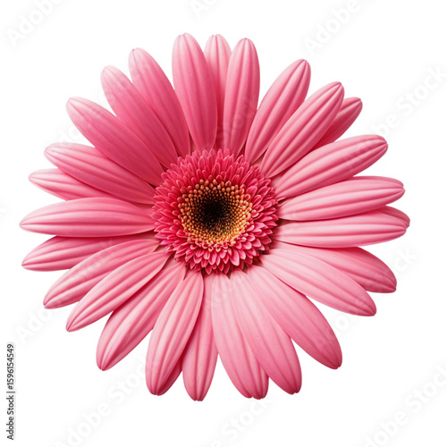 pink gerber daisy isolated on white