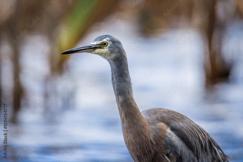 Fototapeta premium Close up of White faced o blue Heron wading in lake margins