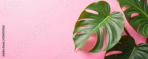 Vibrant monstera leaves on soft pink backdrop Summer vibes , plants, invitation