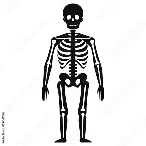 Black Silhouette of a Smiling Human Skeleton Standing Against White Background Illustration