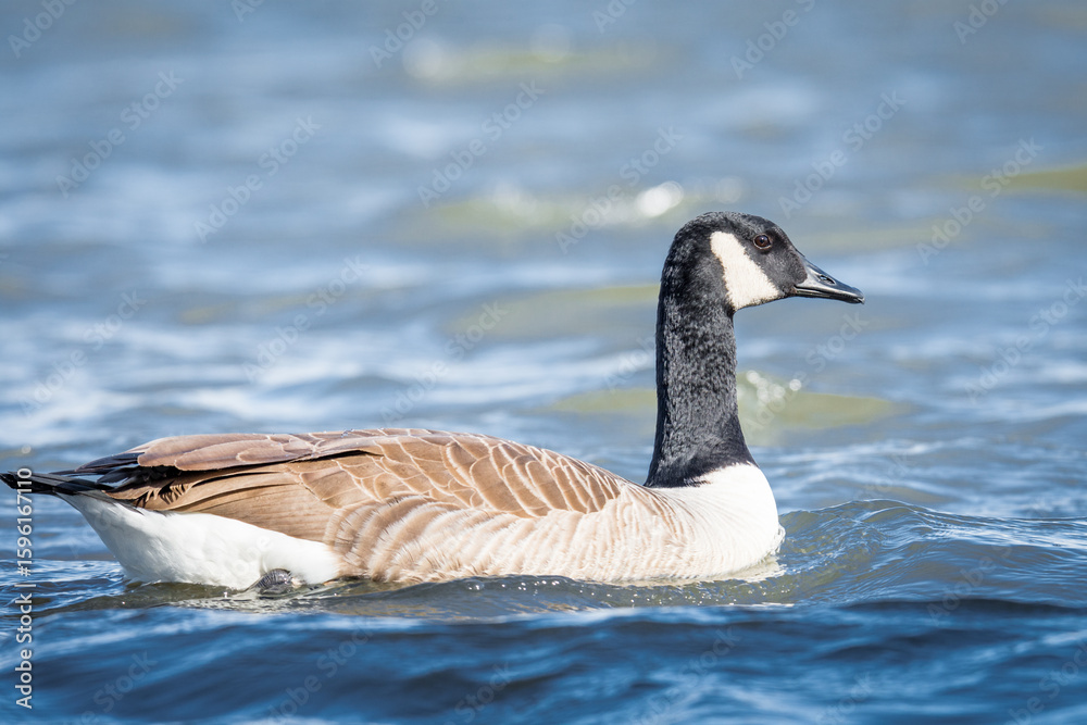 Fototapeta premium Close up of Canada goose swimming on a lake