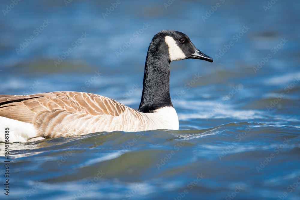 Fototapeta premium Close up of Canada goose swimming on a lake