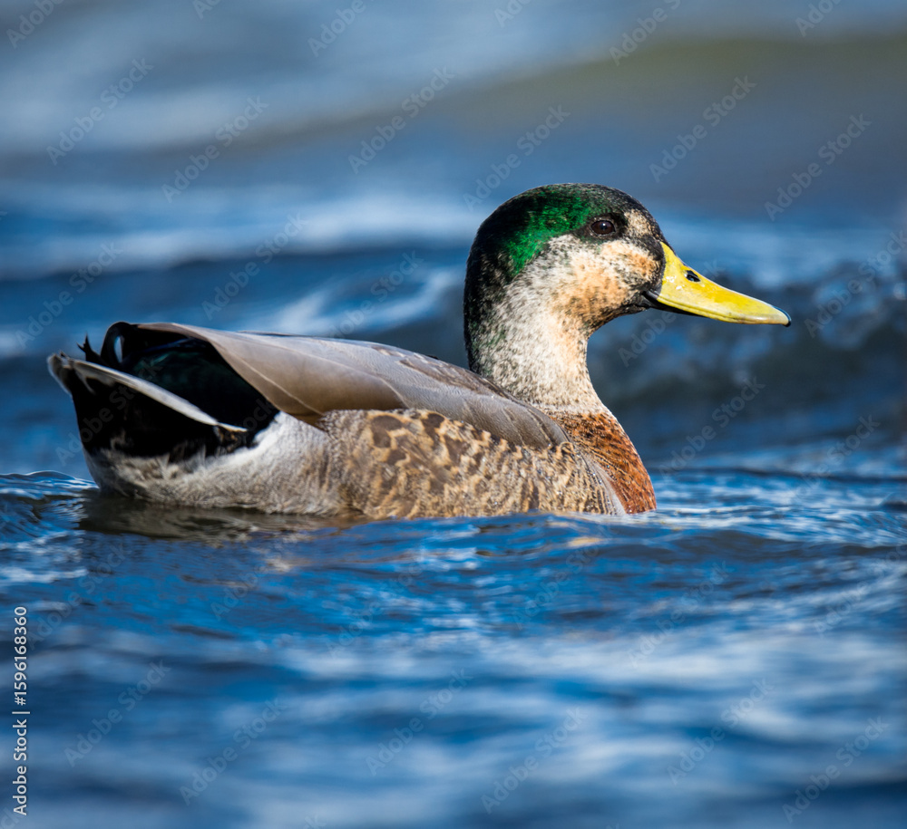 Fototapeta premium Mallard duck swimming on a pond