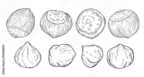 Vector collection with hazelnuts. Hazelnuts on a branch. Isolated objects for menu design, advertising, and packaging