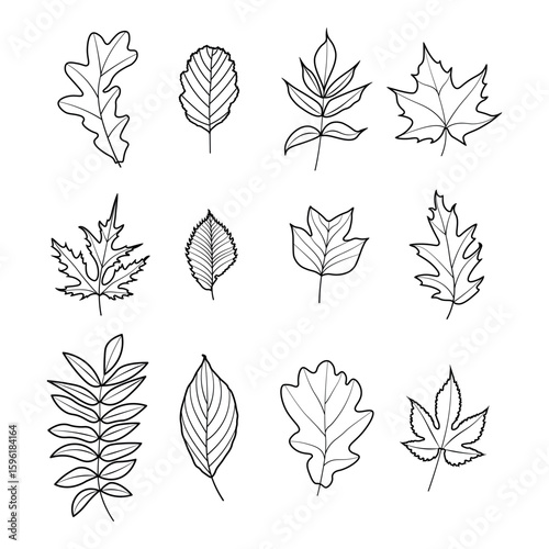 Autumn Leaf Vector Set – Stylized Botanical Collection. Stylized vector collection of 12 different leaves in black and white outline style.