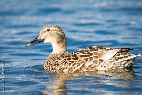 Close up of Mallard duck swimming on a pond