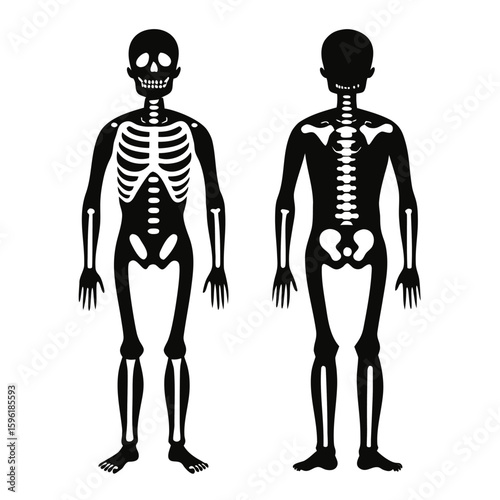 Human Skeleton Front and Back View, Black Silhouette on White Background
